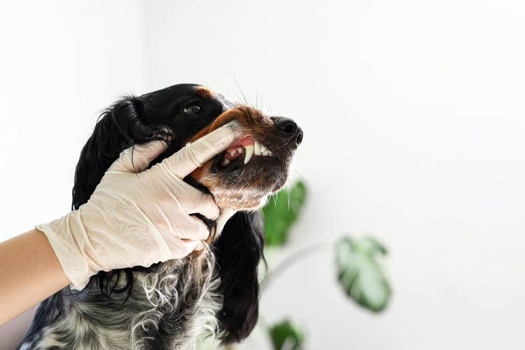 Veterinarian checking a spaniel's teeth