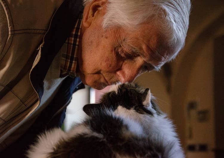 An elderly male owner checking in on his black and white domestic long-haired cat.