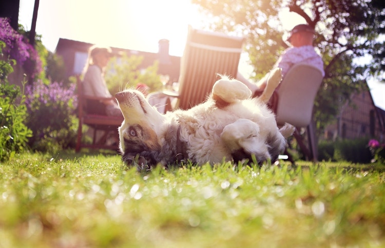 An Australian shepherd rolling in the grass while their owners sit on patio furniture