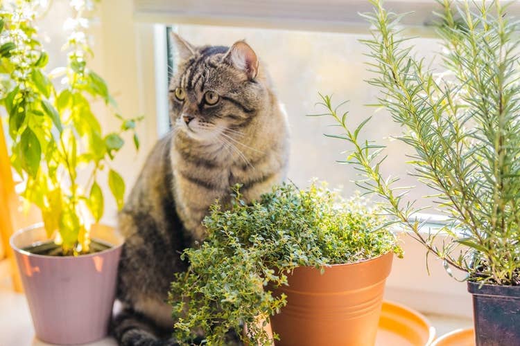An adult tabby and white cat sitting on a windowsill among potted pet-safe herbs, basil, thyme, and rosemary.