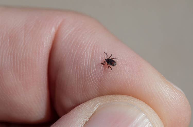 A close up of a tick crawling over someone's finger.