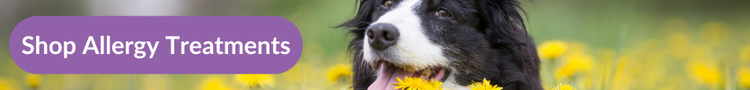 Blakc and White Border collie lying down and panting in a field of dandelions with overlay text that reads &#34;Shop allergy treatments&#34;