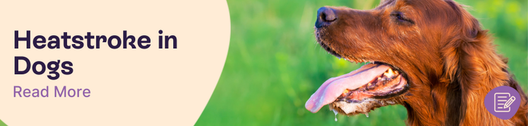 Heatstroke in Dogs header
