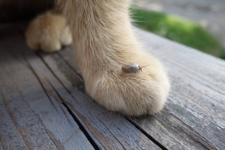 A close up photo of a large, white tick crawling over a beige cat's paw.