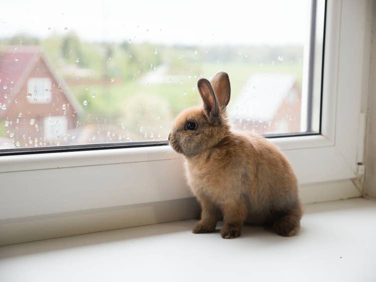 a baby brown dawrf rabbit sitting on a windowsill looking out at the rain.
