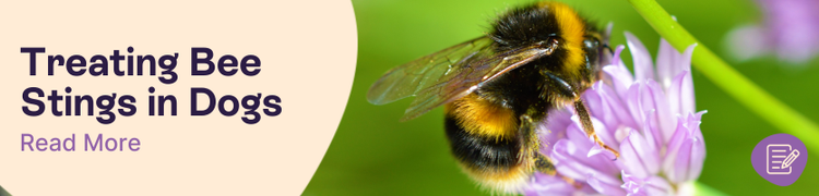 What to do if your dog is stung by a bee | Pet Drugs Online