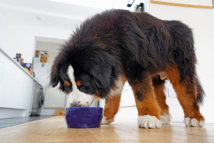 A giant-breed dog (Bernese Mountain Dog) eating out of a blue ceramic dog bowl in the kitchen.