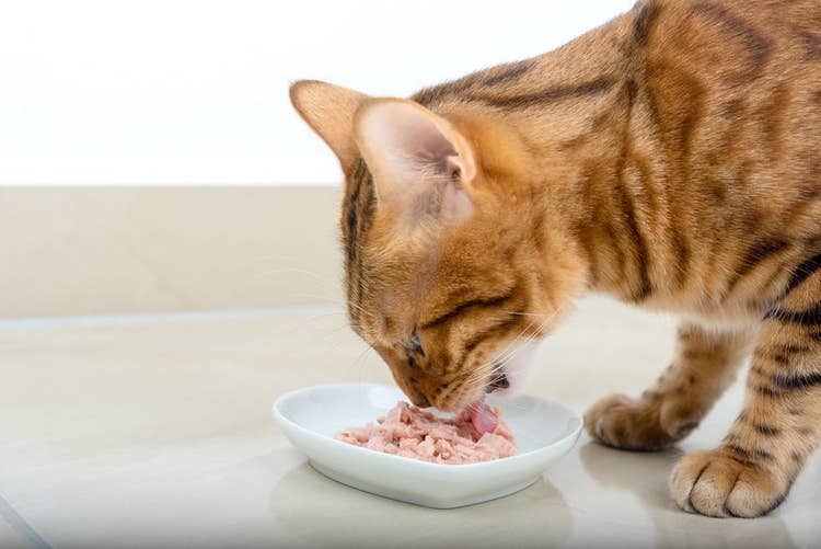 Domestic Bengal cat eating tuna from a heart-shaped cat food bowl