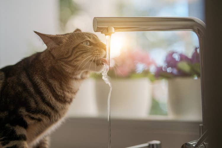 An adult tabby cat on a kitchen counter drinking water from a running tap