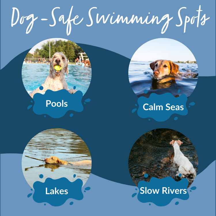 Where can dogs swim safely?