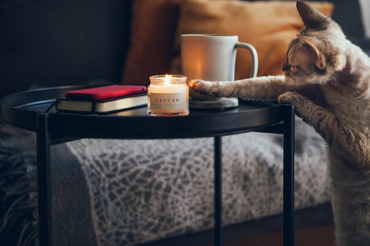 A light grey tabby cat reaching towards a lit cotton scented candle on a coffee table