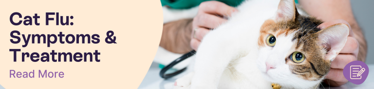 Cat Flu Causes and Treatment header