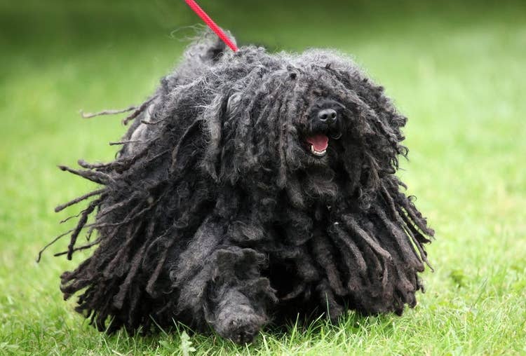 A black Puli with a corded coat being walked on a red lead