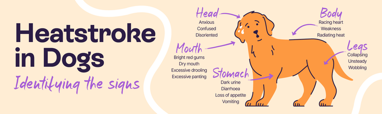 A detailed illustrative infographic outlining the key signs of heatstroke in dogs.
