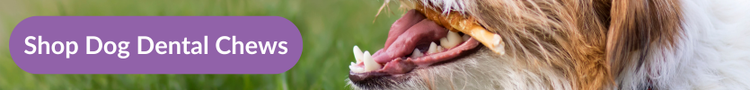 A wire-haired Jack russel terrier chewing a dog-safe chew in the garden with overlay text that reads &#34;Shop Do Dental Chews&#34;