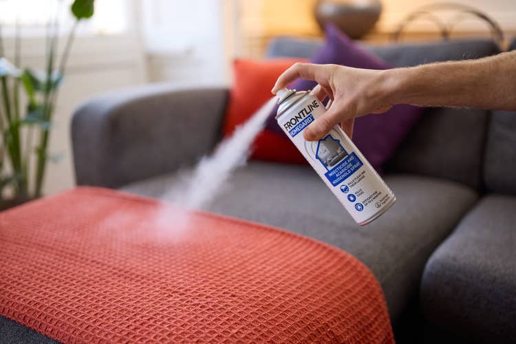 Someone using Frotnline Homegard household flea spray to treat their grey sofa and red blankets