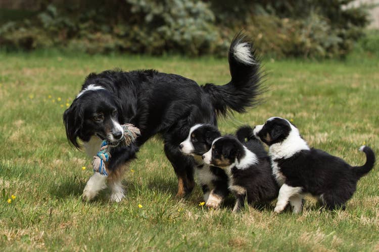 A mother border Collie showing her four puppies how to play with a rope toy in a garden