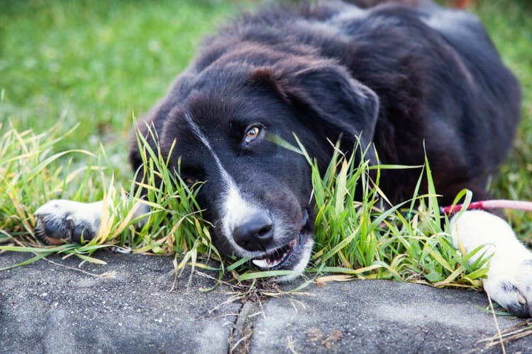 A large black and white dog lying down and eating grass beside a tarmac path.