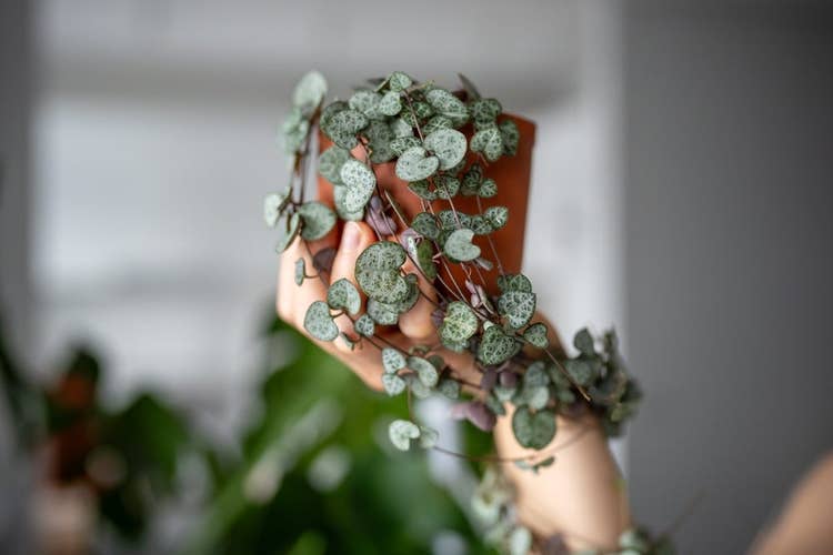 Someone holding up a terracotta potted string of hearts (Ceropegia woodii) plant