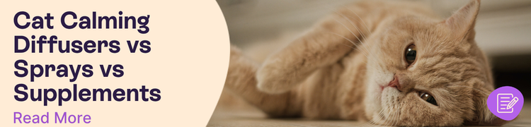 Ginger cat lying on side looking content and calm