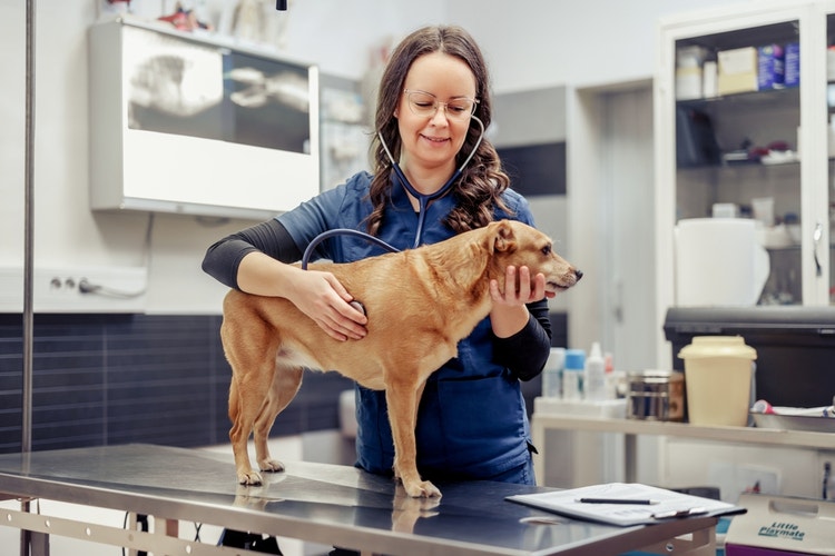 A female vet in navy scrubs examining a dog's heart with a stethoscope