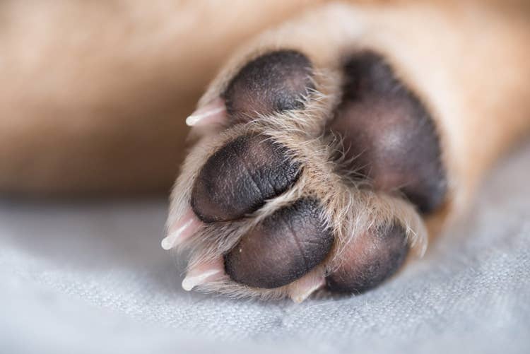 A close up of healthy dog paw pads on a yellow labrador.