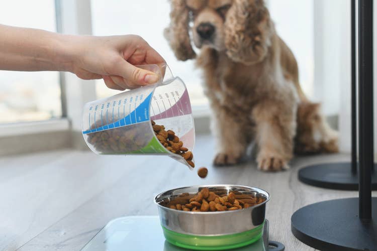 An unimpressed beige cocker spaniel watching their owner fill their bowl with biscuits from a measuring jug