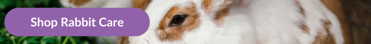 Two white and tan rabbits munching on fresh grass in a garden with overlay text that reads &#34;Shop Rabbit Care&#34;