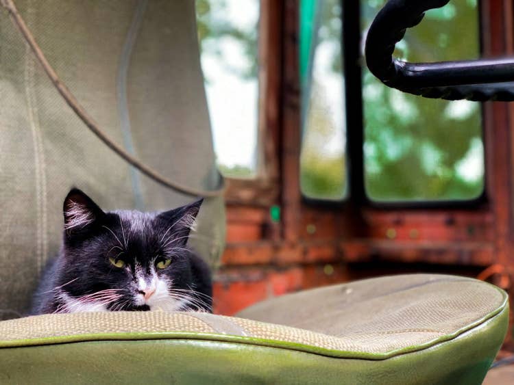 A senior black and white cat lounging on a patio chair with a green cushion.