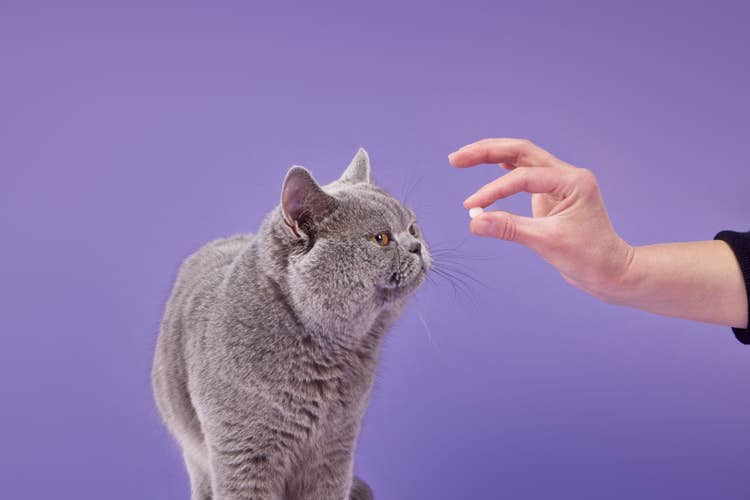 A grey British Short-hair cat being offered a flea tablet for cats against a purple background