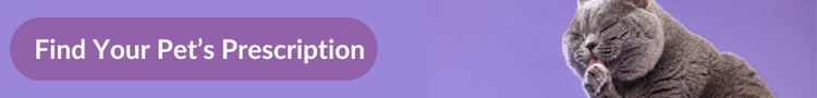 Grey british shorthair cat licking their paw against a purple background with overlay text that reads &#34;Find Your Pet&#39;s Prescription&#34;