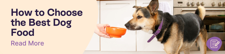 How to Choose the Best Dog Food header