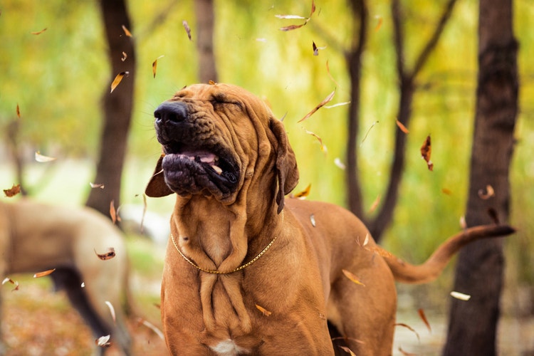 A hound dog caught mid-sneeze while walking in an autumnal woodland