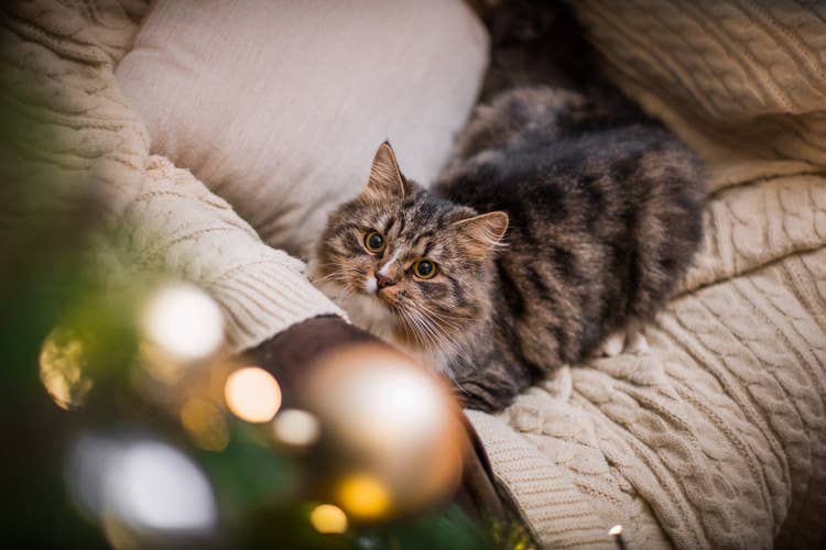 A tabby and white long-haired cat lying on the sofa staring at the twinkling lights on the Christmas tree.