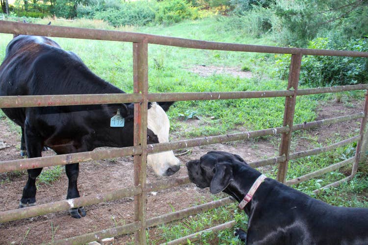 A black Great Dan dog politely and safely greeting a black, white-faced cow through a fence.