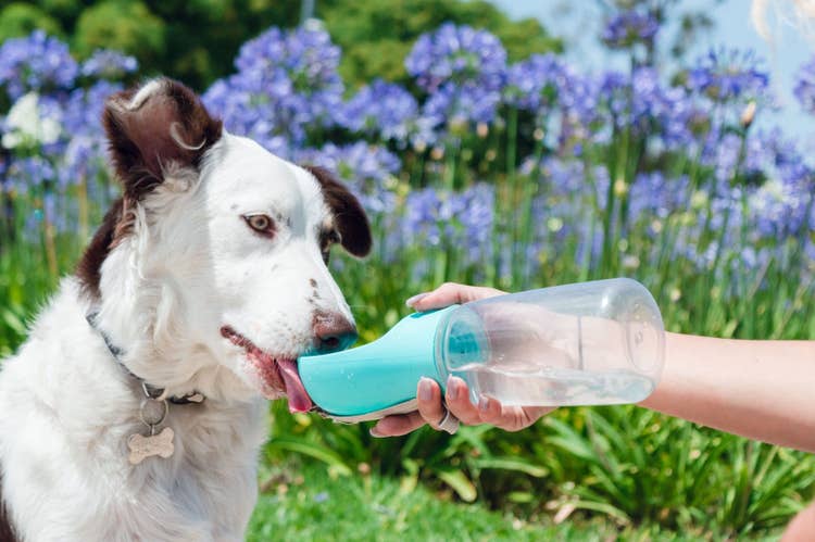 A brown and white collie-cross dog drinking water from a dog water bottle while out exploring in summer