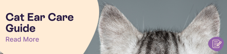 ins and out of cat ear care header