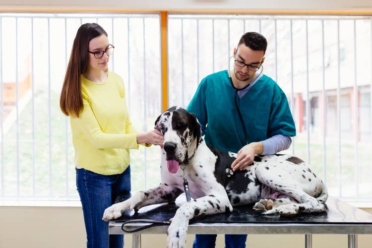 A female owner in a yellow jumper comforting her white and black spottd great dane while they are examined by a male vet