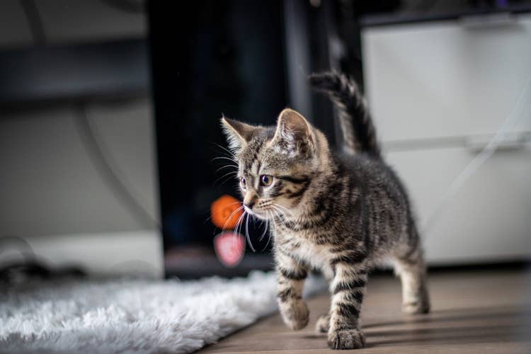 A grey tabby kitten excitedly exploring a living room for the first time.