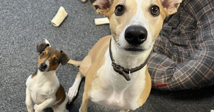 Two of our office dogs: Winnie (left) and Hugo (Right) sitting calmly and lookig at the camera.