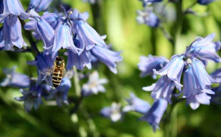 Close up photograph of a bluebells growing in the wild be pollinated by a single bee