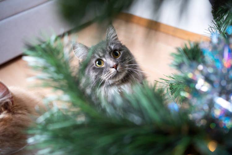 A grey, domestic long-hair cat staring in anticipation at the dangling decorations on a Christmas Tree.