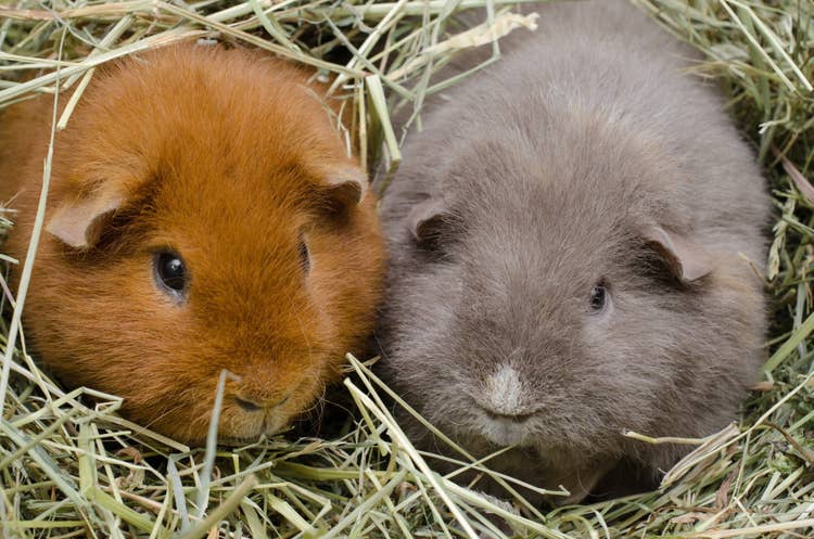 One Grey and one ginger guinea pig snuggled comfortably in bedding hay