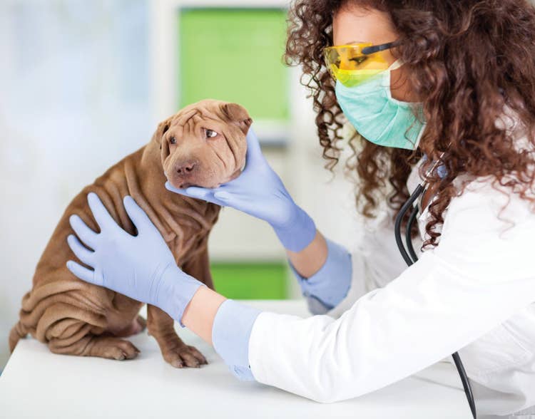 A nervous sharpei puppy sat on an examination table while a femlae vet wearing a face mask examines them.