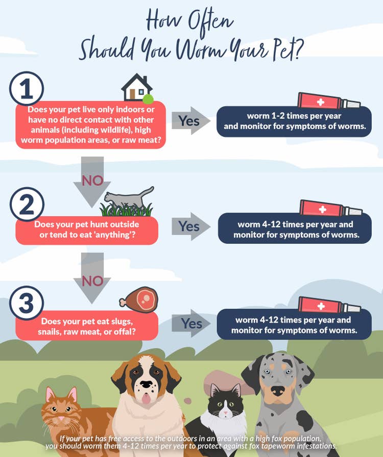 An infographic with a flow chart explaining how often you should worm your pet depending on lifestyle