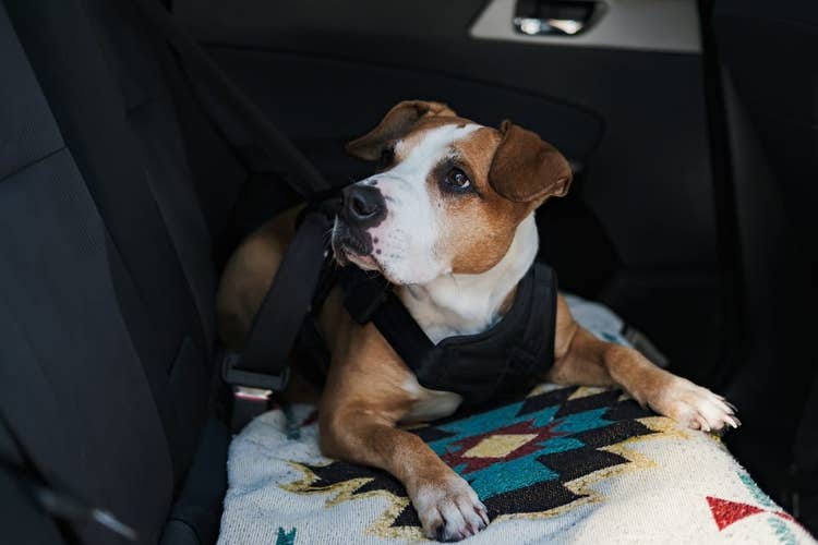 Dog safely restrained with a safety harness in a car