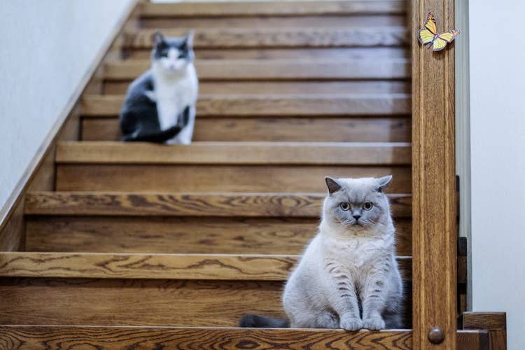 Two cats sitting on seperate wooden steps