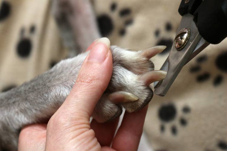 A close up shot of an owner positioning a pair of nail clippers to trim their grey dog's claws.