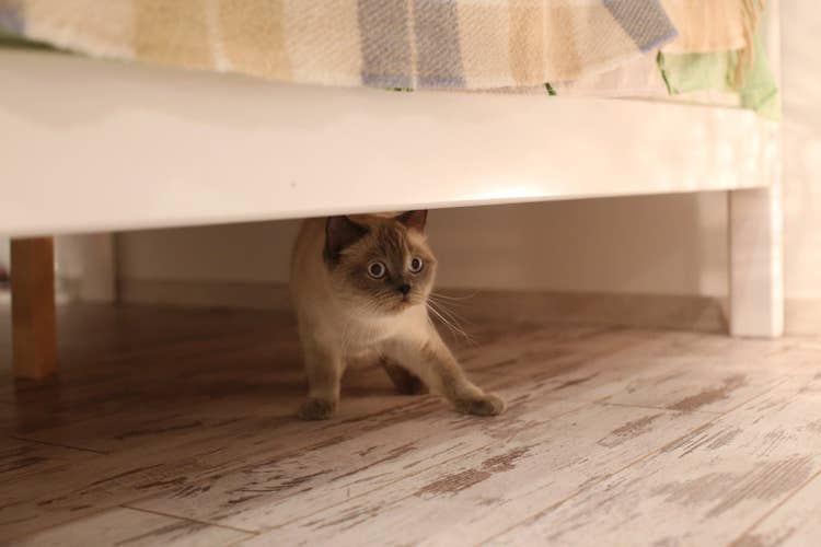 A scared tan and grey short-hair cat hiding under a bed