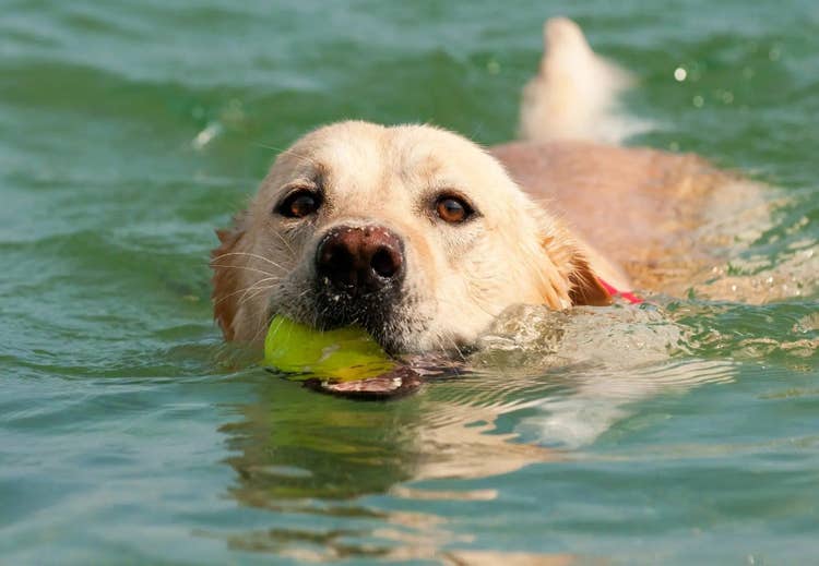 Labrodor swimming with dog water toy